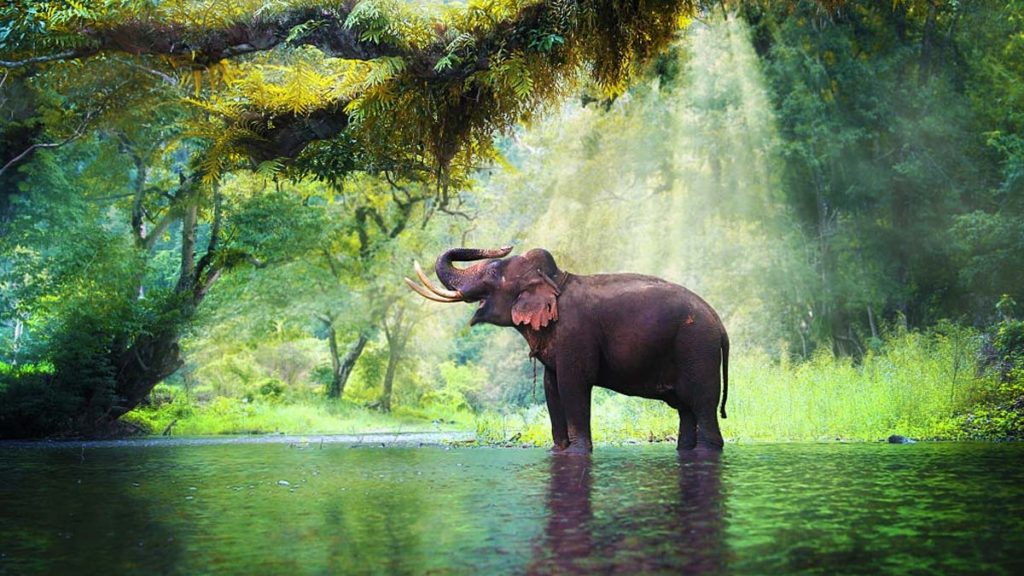 Kaziranga National Park: The Land of One-Horned Rhinoceros is worth