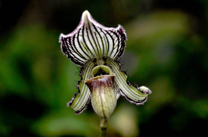 kaziranga orchid flower