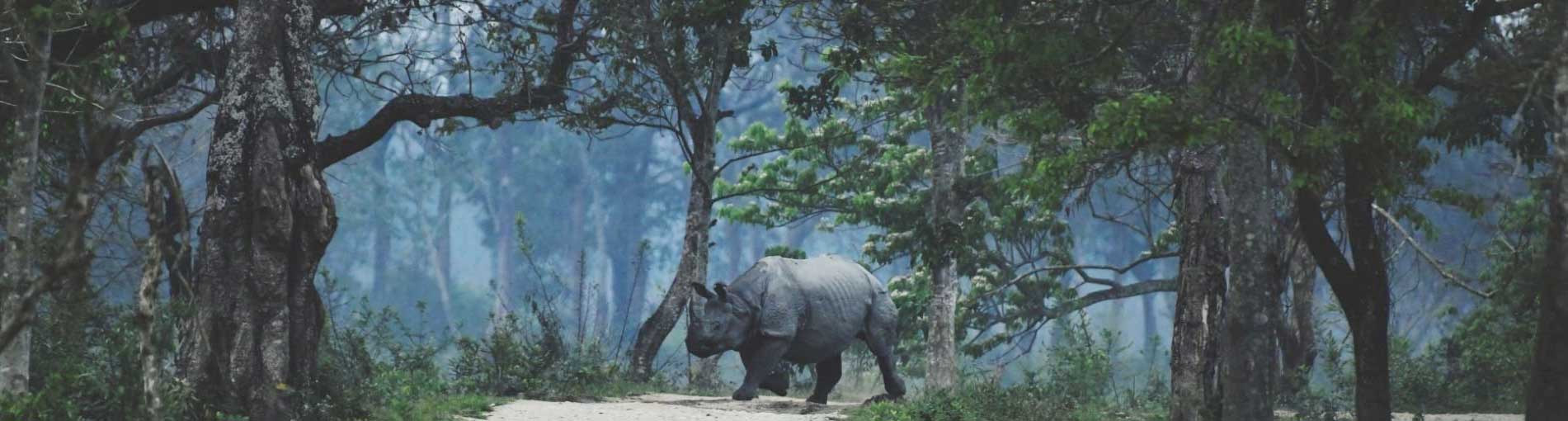 Kaziranga National Park Assam, India 🇮🇳 | National parks trip, National parks, Wildlife of india