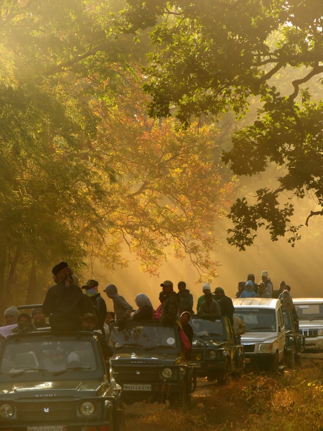 Kaziranga safari jeep in the forest