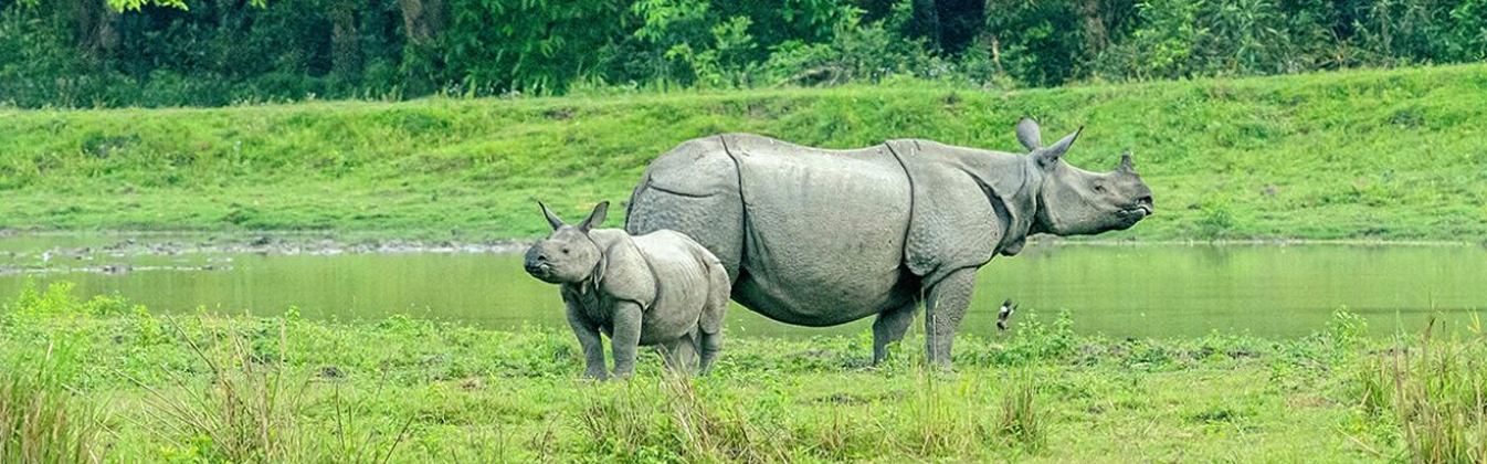 kaziranga rhinoceros