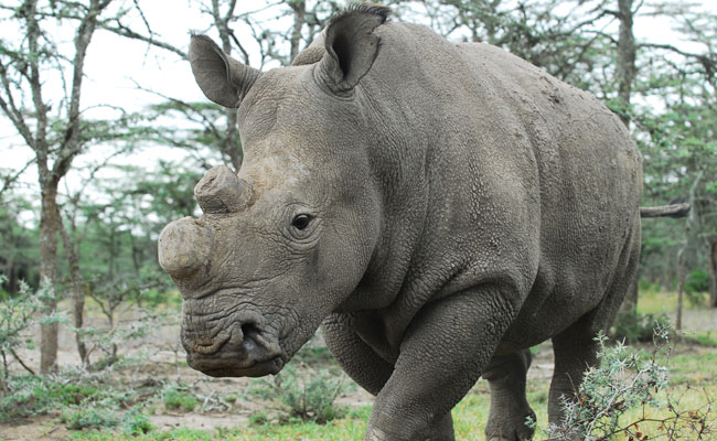 Rhino Shot Dead By Poachers In Kaziranga National Park