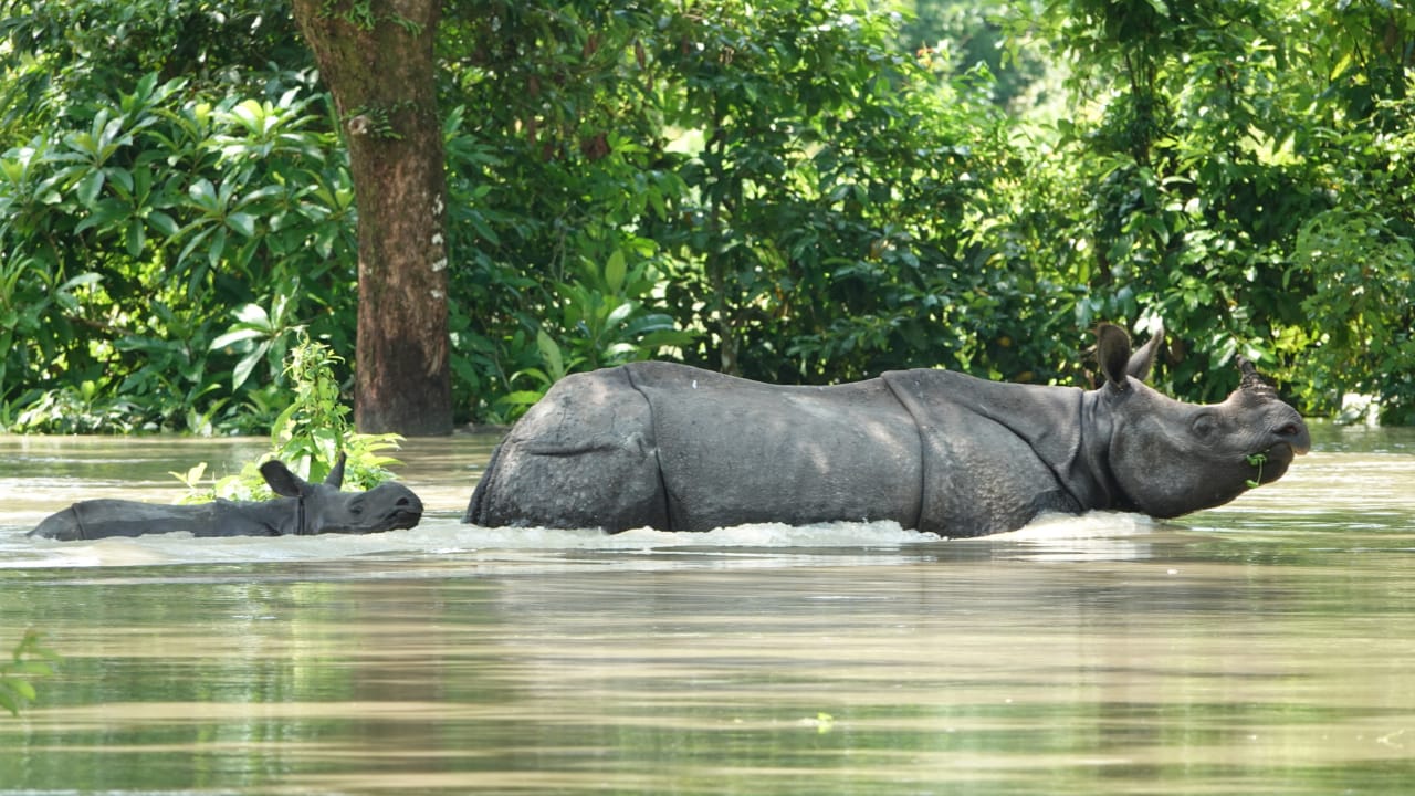 kaziranga rhinoceros