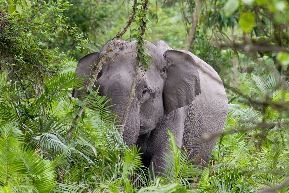 Asiatic Elephant In Kaziranga