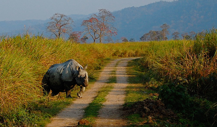 kaziranga rhinos