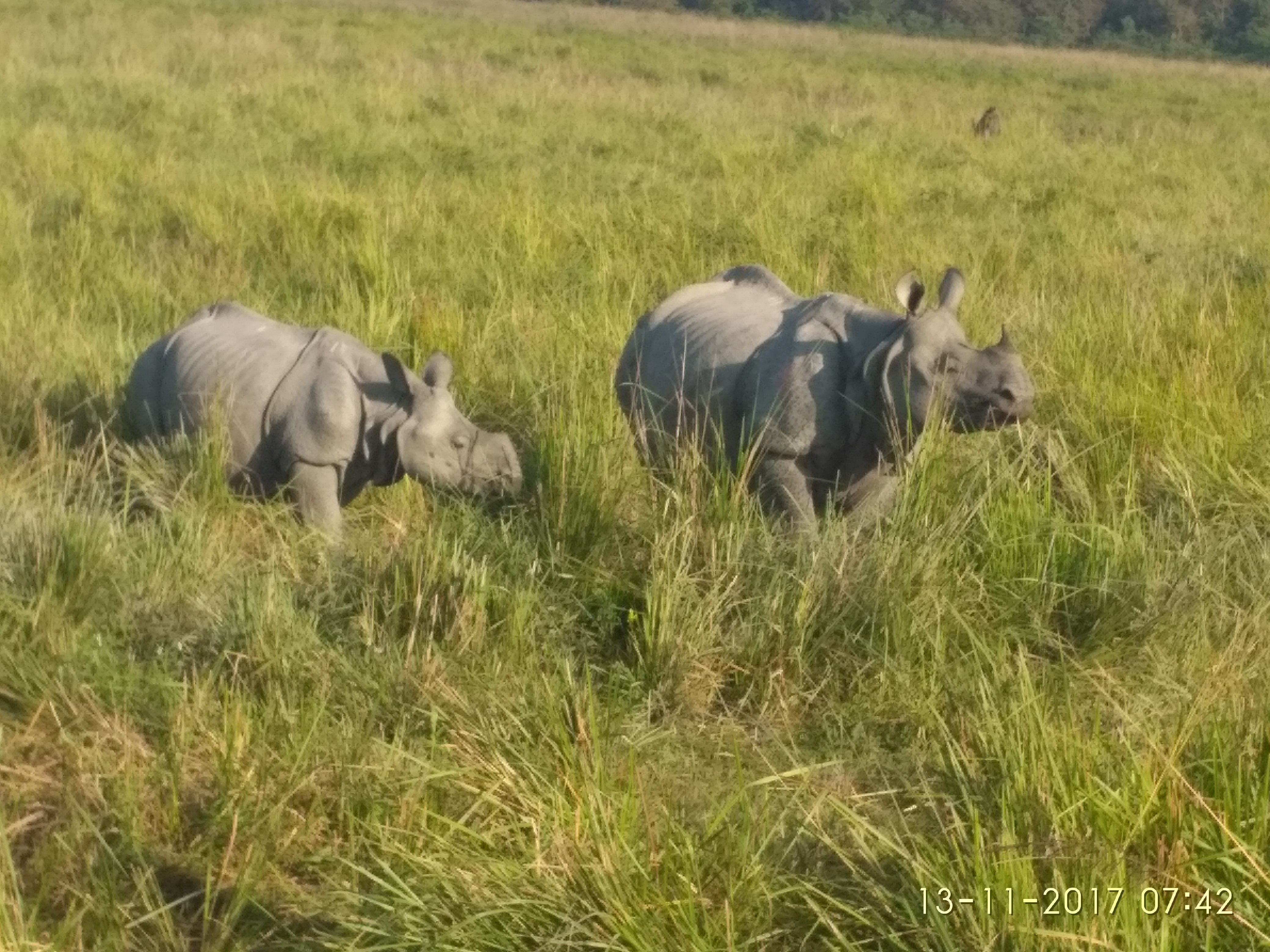 Rhino Kaziranga National Park