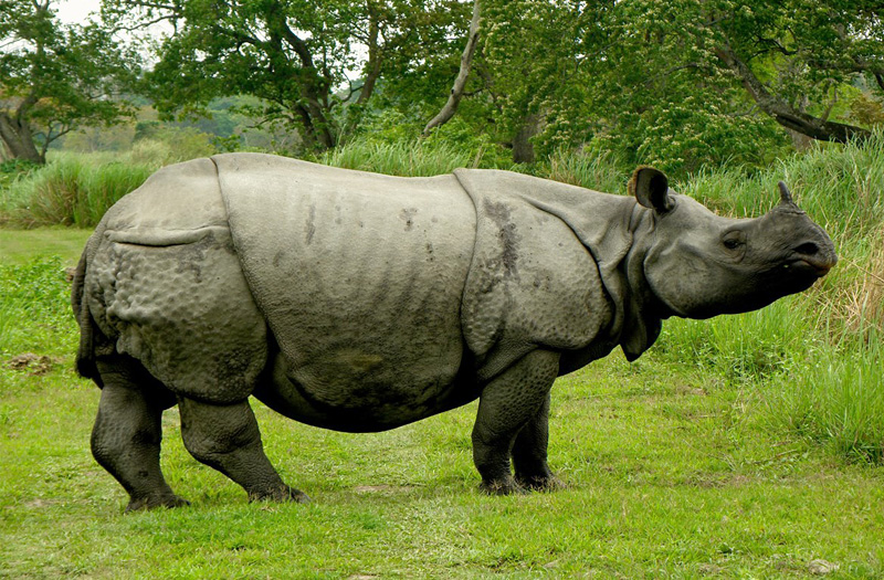 kaziranga national park updates