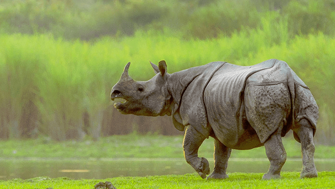 kaziranga park