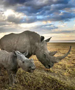 kaziranga national park safari