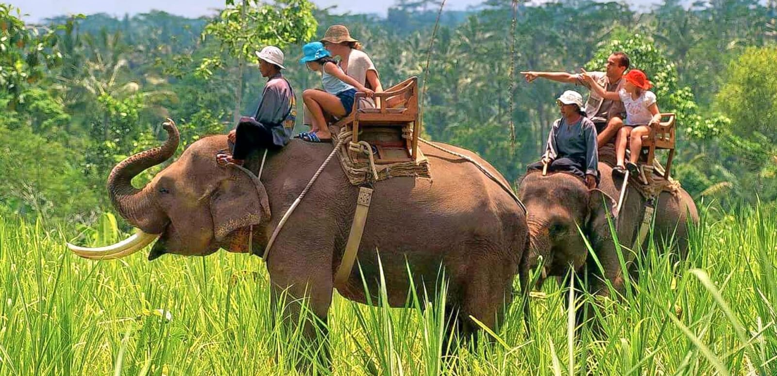 elephant safari in kaziranga national park