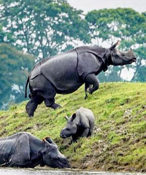 kaziranga national park safari