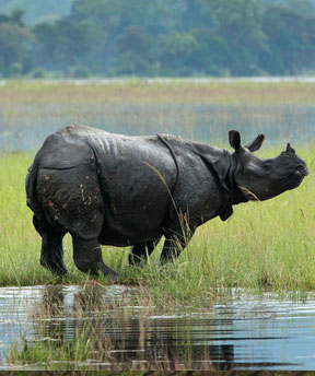 kaziranga national park