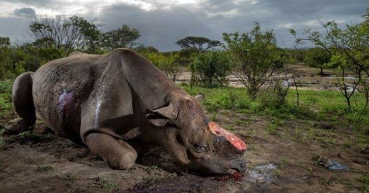 Rhino Killed by Poachers in Kaziranga