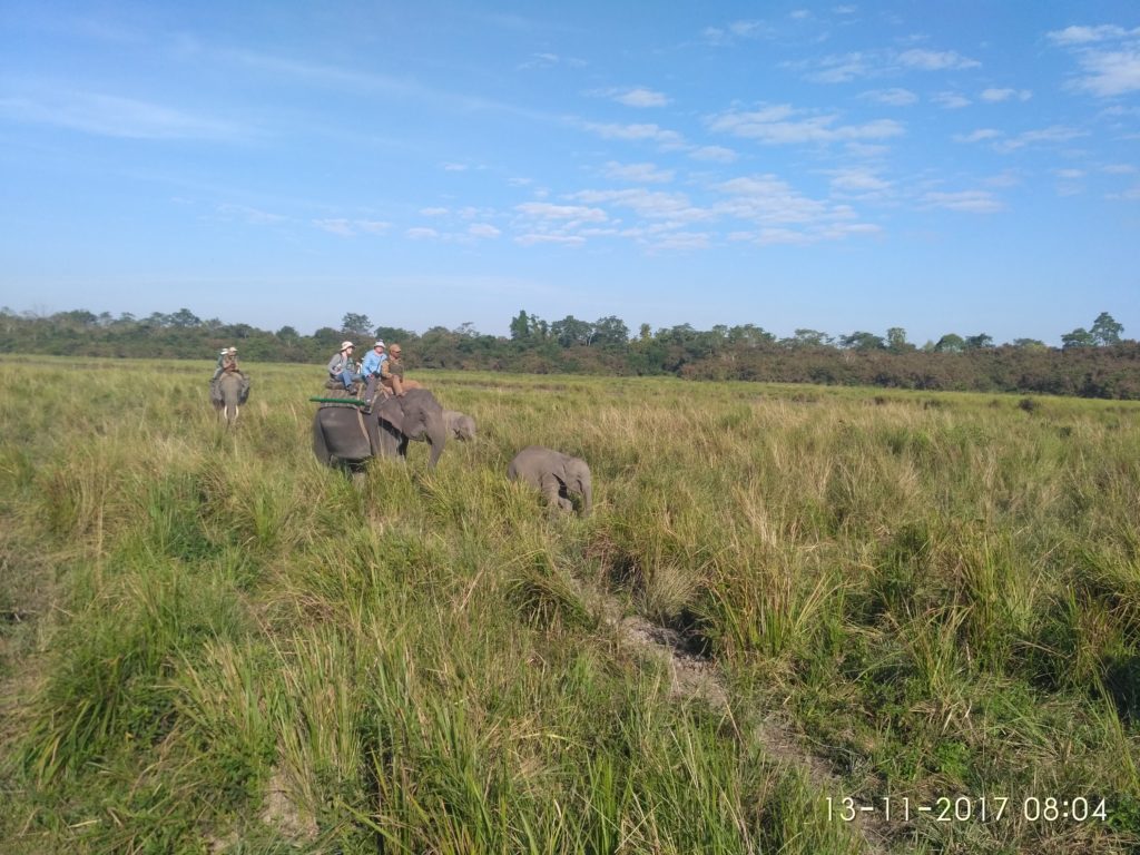 Kaziranga National Park Information