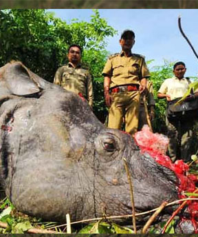 kaziranga park safari