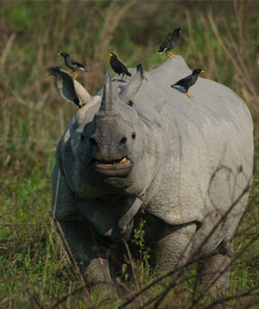 kaziranga park