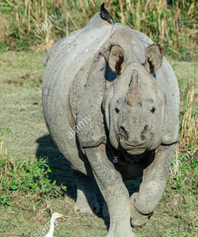 kaziranga park safari