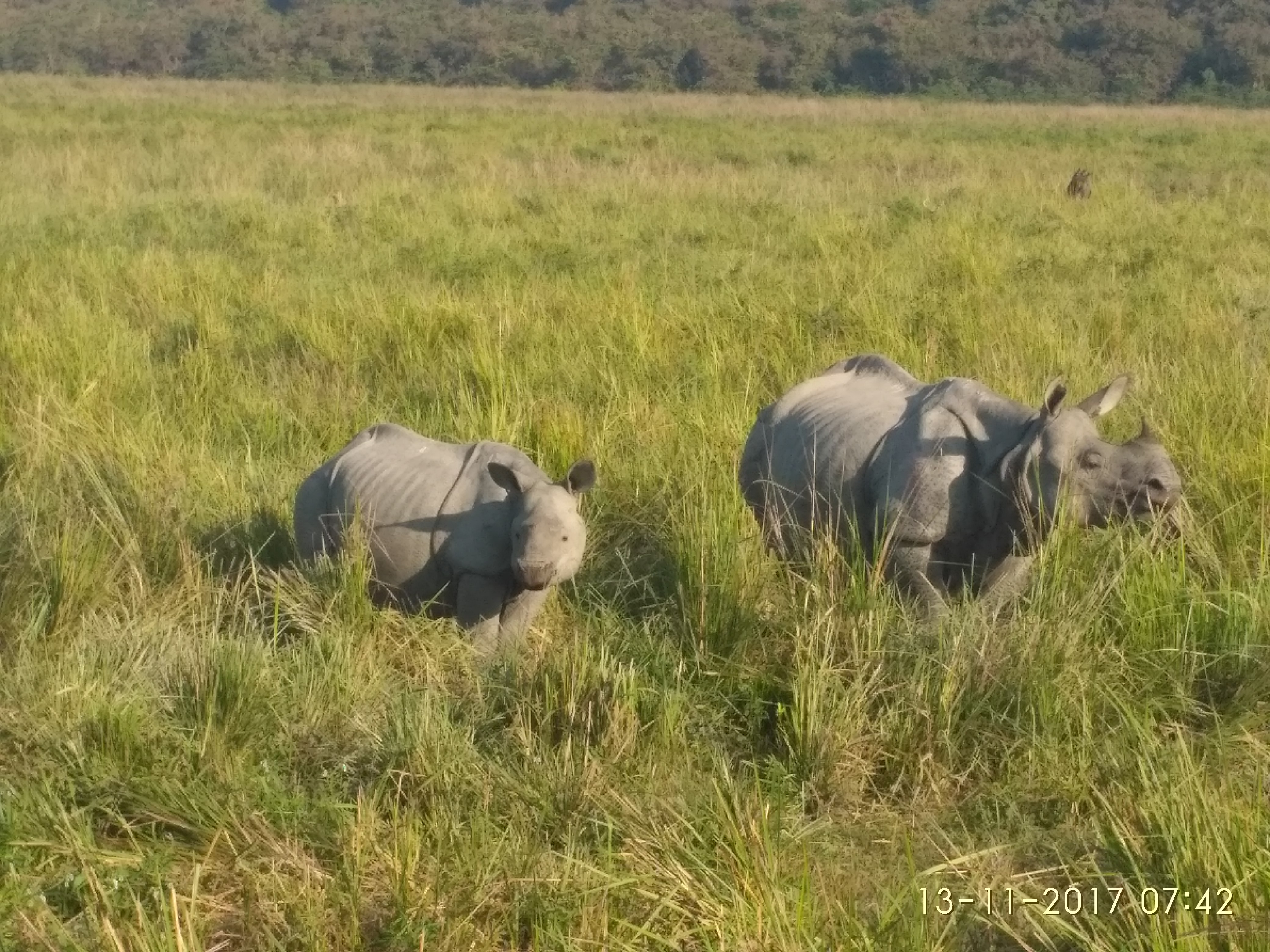 Jungle Safari in Kaziranga National Park