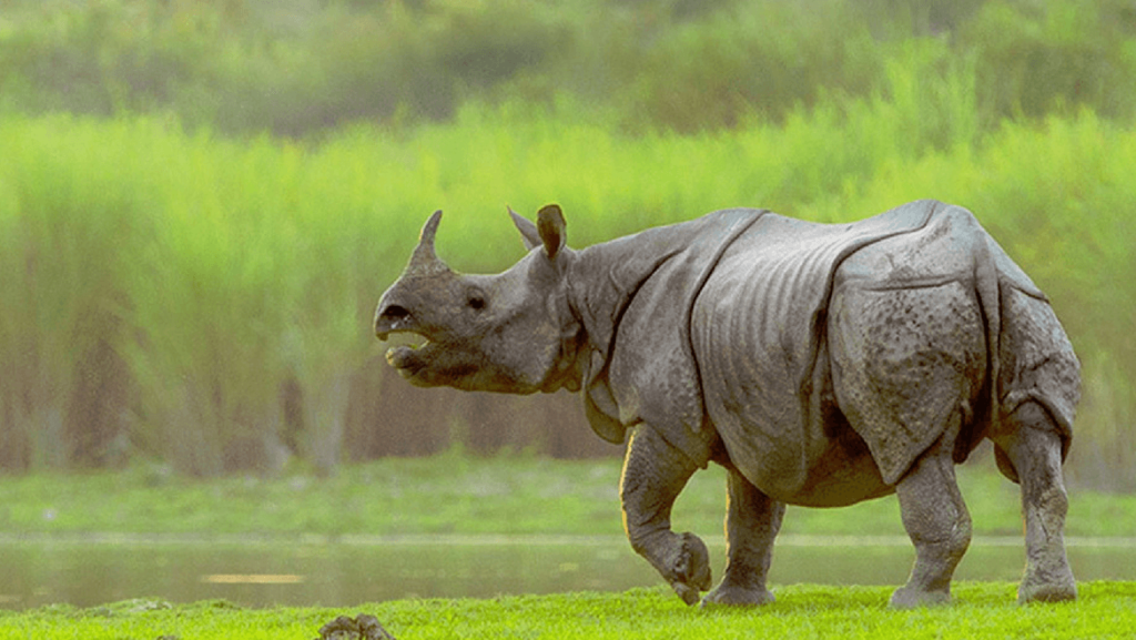 kaziranga park reopen