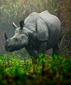 kaziranga safari