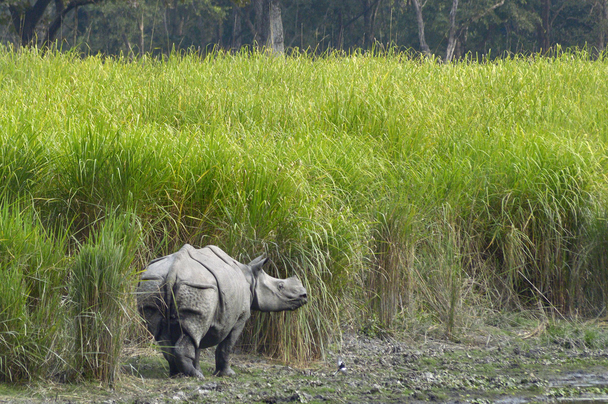 rhino wildlife enthusiast