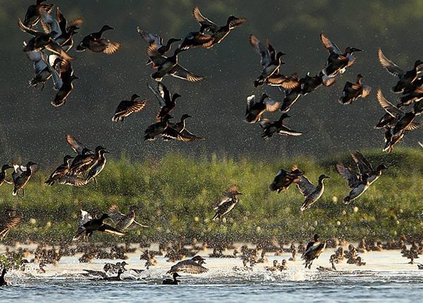 kaziranga national park waterfowls