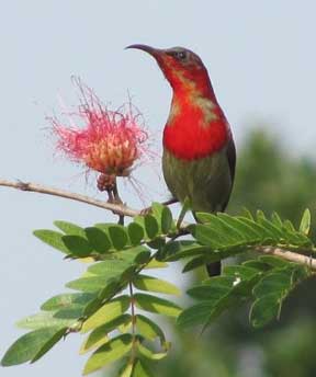 birds in kaziranga park