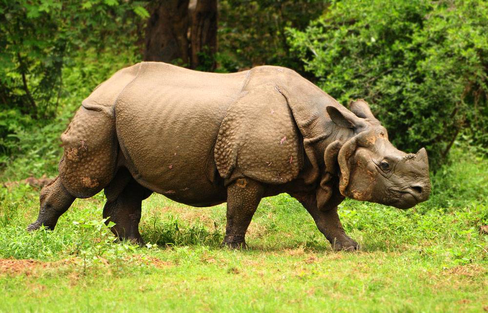 kaziranga national park rhinos