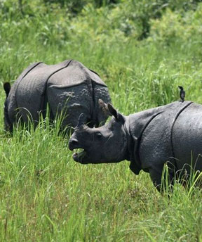 kaziranga park weekend tour