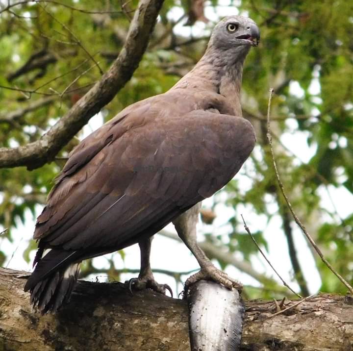 kaziranga park birds