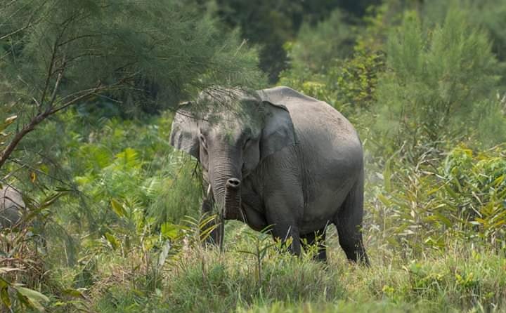 kaziranga elephant