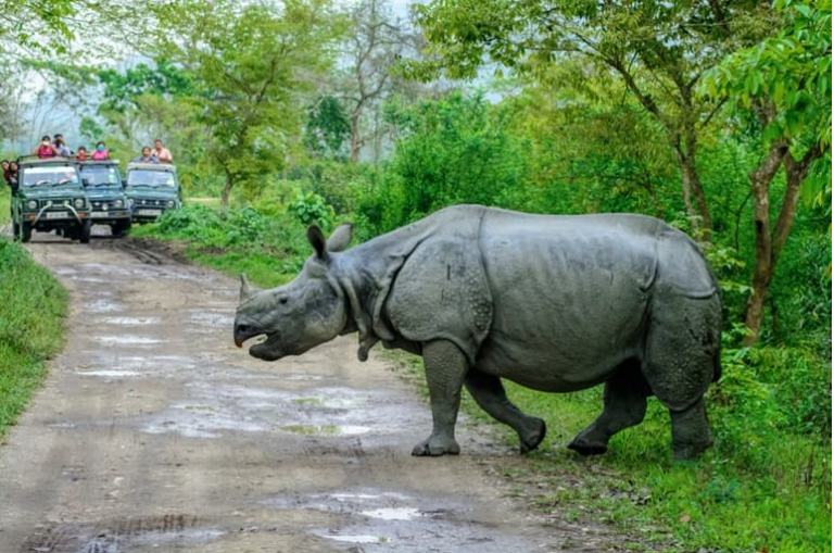 kaziranga rhinoceros