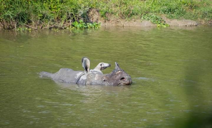kaziranga rhinoceros 