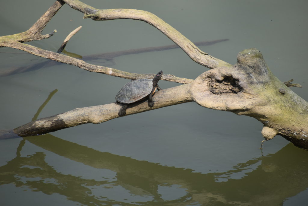 kaziranga tour