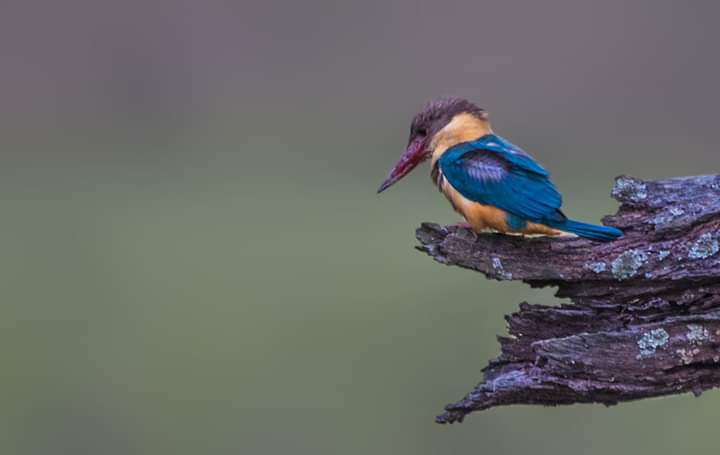 kaziranga national park birds