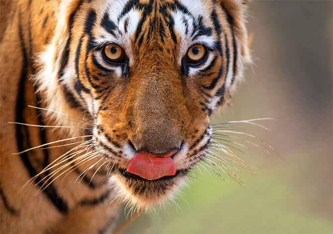 kaziranga national park tigers