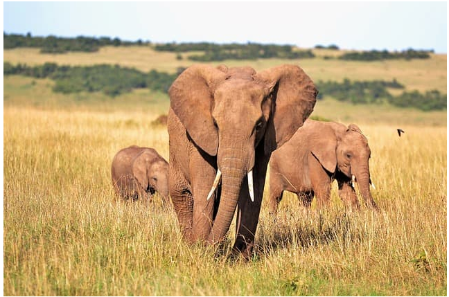 elephant safari