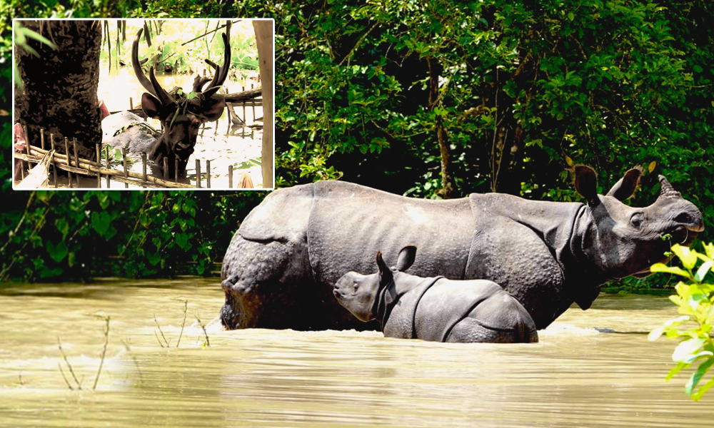 rhino in kaziranga park