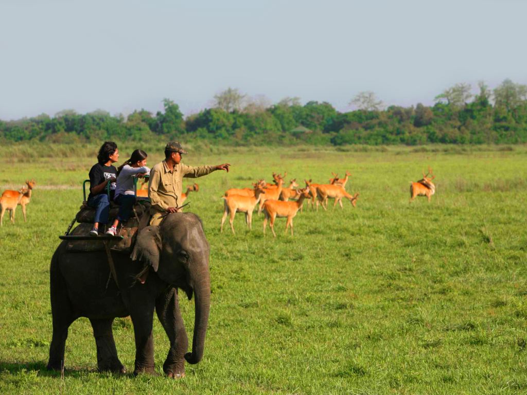 kaziranga wildlife safari