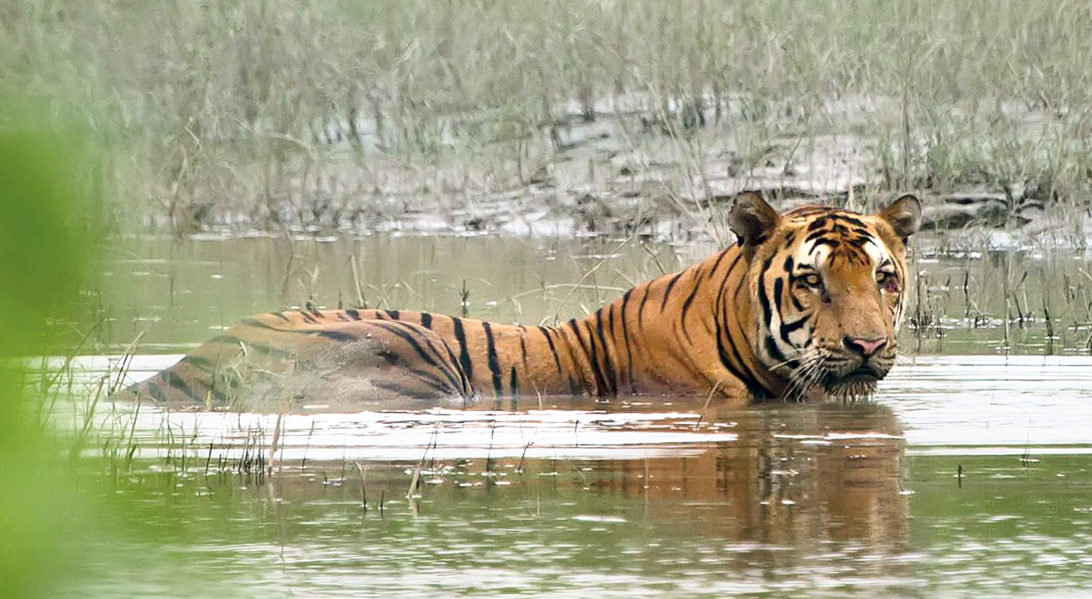 tigers in kaziranga park