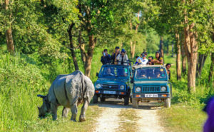 rhino walking in kaziranga national park