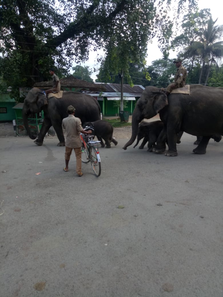 kaziranga elephant safari