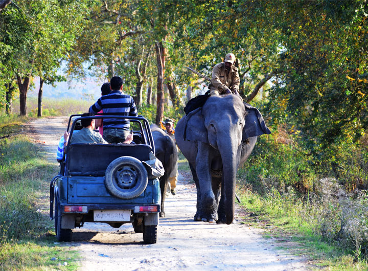 kaziranga national park safari