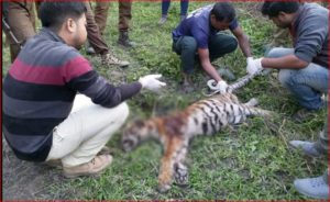 female tiger cub