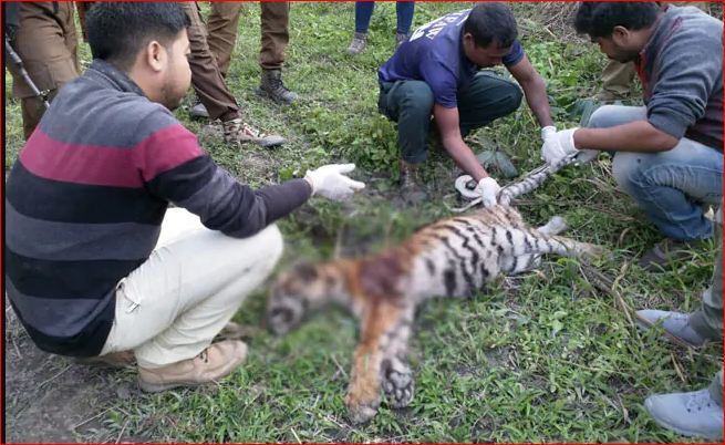 Female Tiger Cub Found Dead
