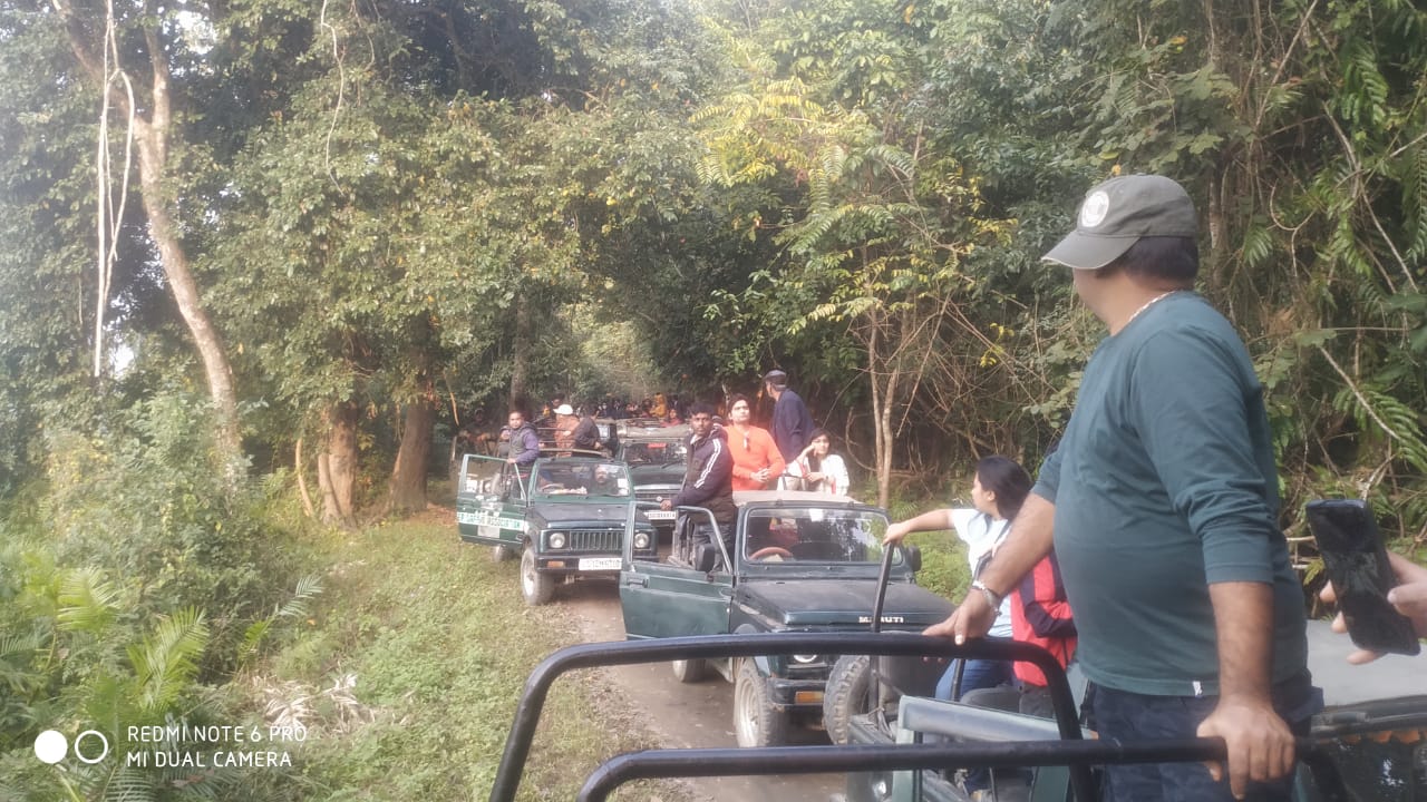 tourist safari in kaziranga national park