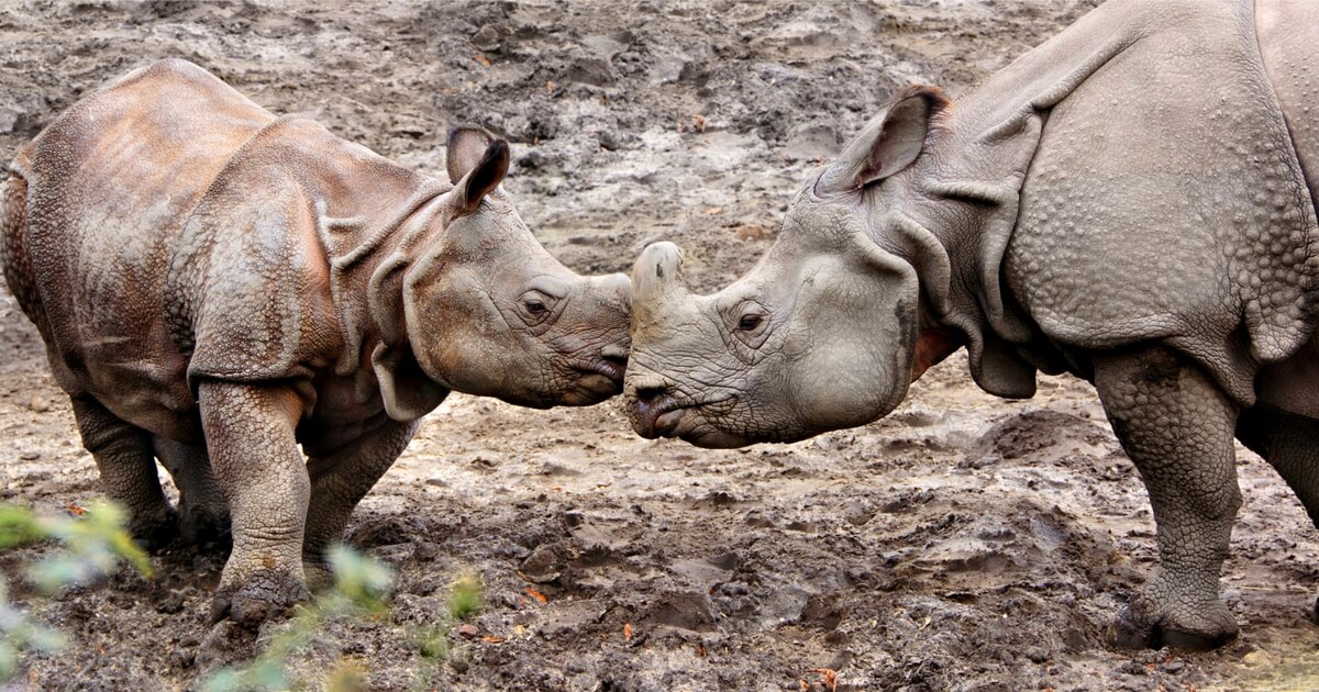 kaziranga national park rhinoceros
