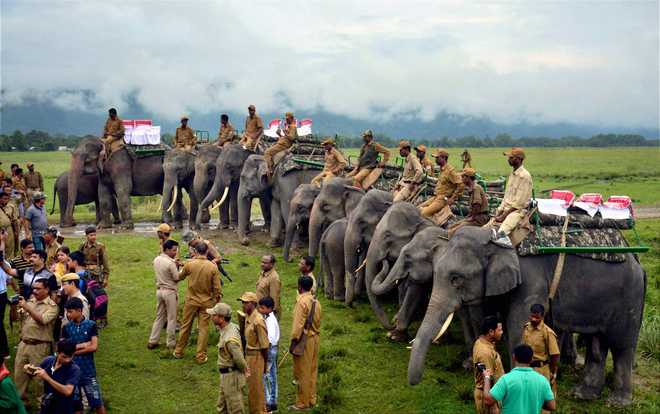 kaziranga park reopen