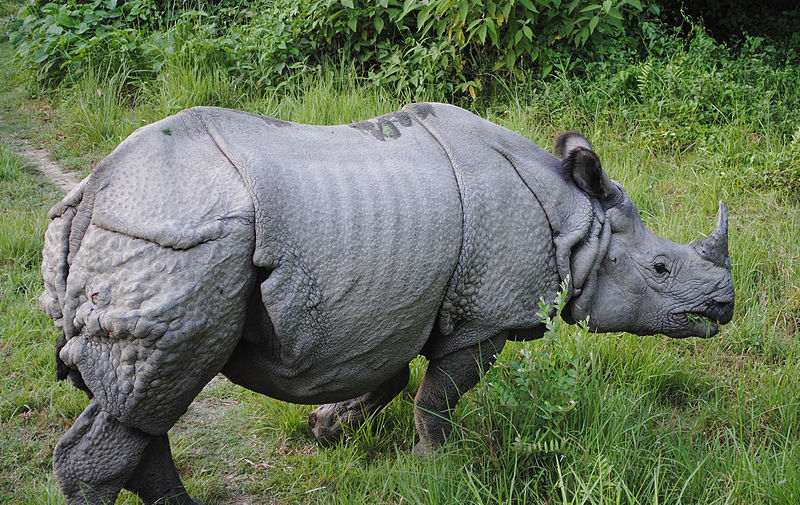 kaziranga sanctuary rhino