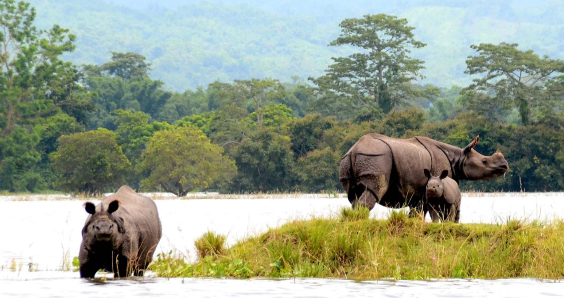 kaziranga rhino tour